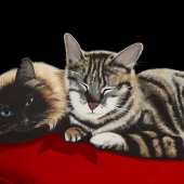 John D. Westerhold - “Cat Nappers” – www.jdwfineart.com