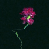 Nina Liu - “Fractures” –  nliu1@artic.edu