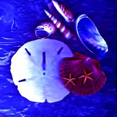 Rebecca J. Case - “Shells in the Moonlight” –  rebeccacase1919@gmail.com