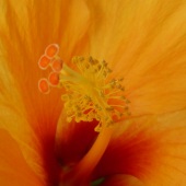 Marcia Berg Haskell - “Closeup of a Yellow/Red Hibiscus” – www.marciascreativeworld.com
