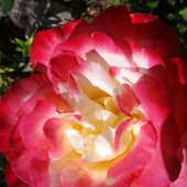 Vanessa R. Colerick - “Firey Rose” – dixieland12@comcast.net