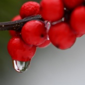 Erika Forsythe - “Winter Berries” – www.elfmomentsofzen.com