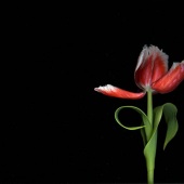 Carlos Bueno Vieira - “Tulip” – www.cbuenov.com