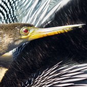 W Goodwin - “Anhinga Preening” – wgoodwin37@gmail.com