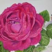 Lisa Freeman-Wood - “Rose Series #4” – lmfreemanwood@yahoo.com