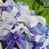 Lisa Freeman-Wood - “Heavenly Blue” – lmfreemanwood@yahoo.com