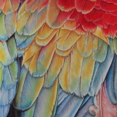 John Guiseppi - “Scarlet Macaw” – http://www.johnguiseppi.com/