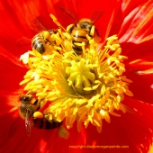 Diane Morgan – “Busy as Bees” – http://www.dianemorganpaints.com/