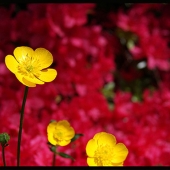 Judy Orcutt - “Buttercups” – http://www.quilligraphy.com/