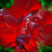 Jean Burnett - “Red Roses” – http://www.photographybecomesart.com/