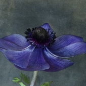 Peggy Curtis - “Anemone” – http://www.peggyphoto.com/