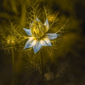 Leif Sohlman - “Dancing Elves and Cosmos Bipinnatus” – https://www.leifsohlman.com/galleries