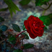 Leif Sohlman - “Witches Rose” – https://www.leifsohlman.com/galleriesches-Rose”-b