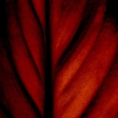 Jim Stasiak - “Red Leaf” – http://www.wisefishworld.com/