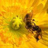 Diane Morgan – “Tete a Tete” – http://www.dianemorganpaints.com/