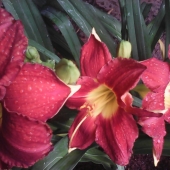 Valarie Neal – “Red Riding Hood” – nealvalarie@gmail.com