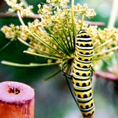 Elisheva Gavi - “Transformation” – fancyschmansy7@gmail.com