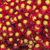 John Pingree - “Field of Mums” – http://www.flickr.com/photos/jpingree