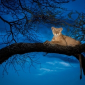 Ali Khataw - “Wild Evening” – http://www.khataw.com/