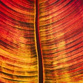Peggy Curtis - “Curvy Leaf” – http://www.peggyphoto.com/