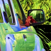 Carmen Traub - “Red Cardinal finds Love” – http://www.endangeredspecies2050.com/