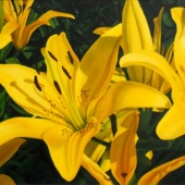 Theresa Otteson - “Consider The Lilies” – www.theresaotteson.com