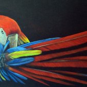 Debra Spence - “Macaw Preen” – www.debswildart.com
