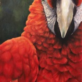 Marika Jaeger - “Portrait of a Scarlet Macaw” –  mjaeger@stanford.edu