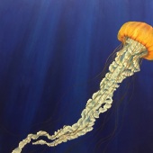 Marika Jaeger - “Pacific Sea Nettle” –  mjaeger@stanford.edu