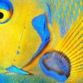 6th Place – W Goodwin - “Queen Angel” – wgoodwin37@gmail.com