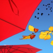 9th Place – Margaret Kalms - “Autumn Sunshine with Red Umbrellas” – www.artboja.com/art/zg47s6/-Sunshine-with-Red-Umbrellas”