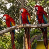 Hon. Mention - Sandy Friedkin - “Three Macaws Perched” – www.viewbug.com/members/Sandy1942