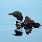 Sandy Moser – “Go Faster Momma” – www.sandymoserart.ca