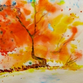 Boccacino (1) Img #5 Orange Tree