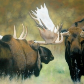 Crispo (1) Img #2 Autumn Rut