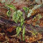 Shelby (1) Img #2  Spring Woods