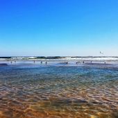 Guruleva (1) Img #1 Birds in Tide