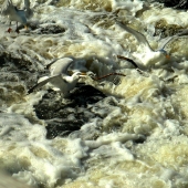 MINOLTA DIGITAL CAMERA