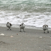 Volynsky (1) Img #4 Trio on the Sea Shore