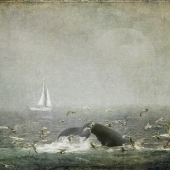 HM - Photography - Hall (1) Img #1  Morning In Stellwagen Bank