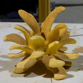 Layman (1) Img #1 Yellow Tentacles