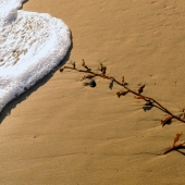 Parks Wilson (1) Img #5  Zen and the Art of Three Arch Bay