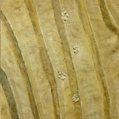 Cusson (1) Img #4  Small Dog on Bateman Beach