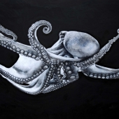 Hopkins-Allan (1) Img #1  Octopus