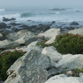 Larry Klink - “Wildflowers on the Rhode Island Coast” – www.earthwatcher.us