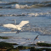 Mary Callaghan - “Follow the Leader” – mec405@aol.com