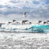 Margaret Kalms - “Surfing Seagulls” – www.artboja.com/art/zg47s6