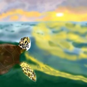 Shelli Misoyianis - “Enchanted Ocean” – www.wix.com/shellim/shellimisoyianis