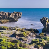Sandy Friedkin - “Mossy Coral” – www.sandyfriedkin1942.viewbug.com