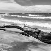 Gwendolyn Roth - “Lakeshore Driftwood” – http://www.gwenroth.zenfolio.com/
